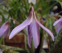 Erythronium dens-canis Charmer